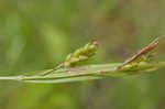 Thinfruit sedge